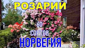 КАК РАСТУТ РОЗЫ В НОРВЕГИИ? 60 СОРТОВ КРАСОТЫ!