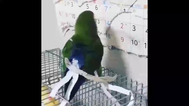 подборка видео смешное смотреть онлайн