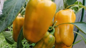 Перец Джемини: сладкий, урожайный и надёжный.