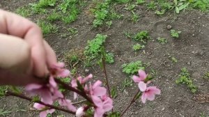 4 апреля 2025 г. Все цветет и колосится, а впереди снег)