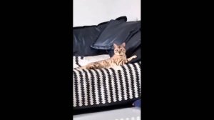 #смешныевидео -549