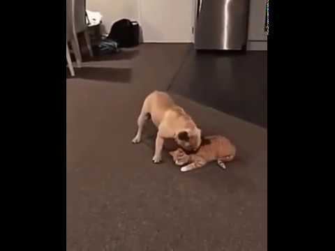 Сегодня 1 сентября, в школу пора тебе идти.... смотреть онлайн