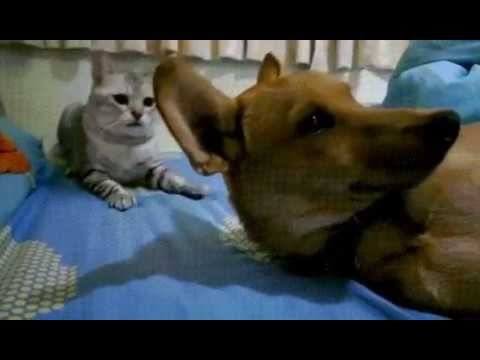 Вставай! В школу пора! смотреть онлайн