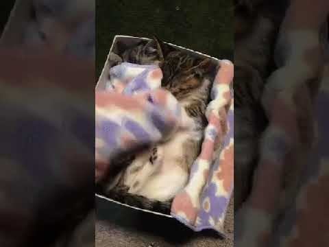 Супер подарочек! Хотите получить такой же? смотреть онлайн