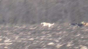 Охота на зайца с собаками сезон 2025-2026 г( 26 часть )