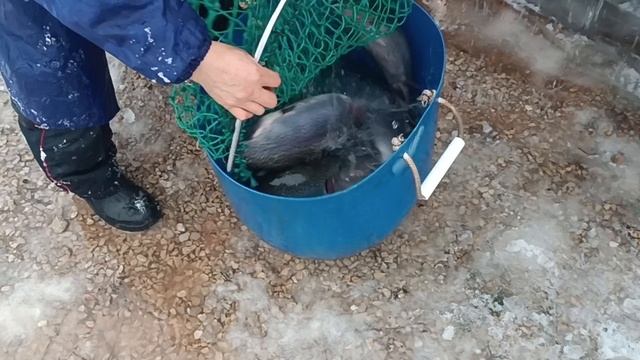 Forest Fishing 27.12.25