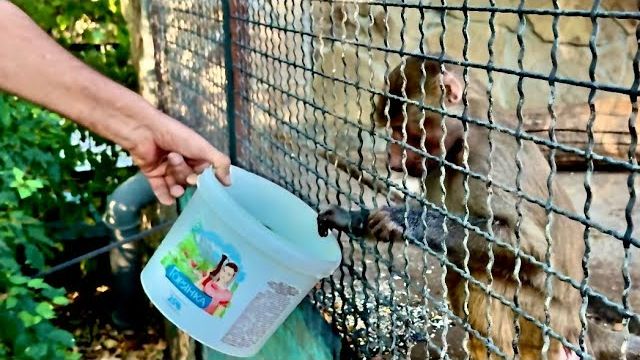 Люся успокоилась, поумнела и стала возвращать Елисея к себя, Лида явно сдает позиции) смотреть онлайн
