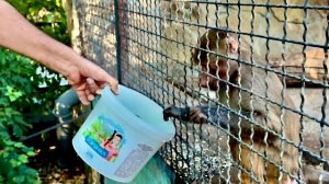 Люся успокоилась, поумнела и стала возвращать Елисея к себя, Лида явно сдает позиции)