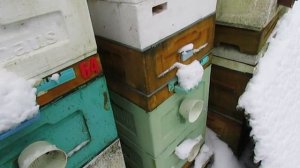 ответы на вопросы - зимняя обработка пчел от клеща Варроа , зачем и как обрабатываю, 28.12.2025