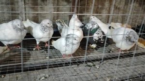 28.12.2025г ст.Бронницы ч.3