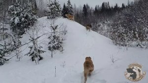 ПРОГУЛКА АБОРИГЕННЫХ ВОЛКОДАВОВ ГАМПРОВ.GAMPR TITAN ➖СИМБА & ТАЙРА & ТАЙГЕР(ЛЕО).