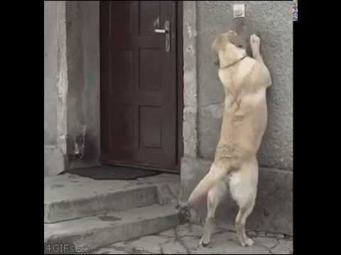 Сообразительное животное! Невероятно! смотреть онлайн