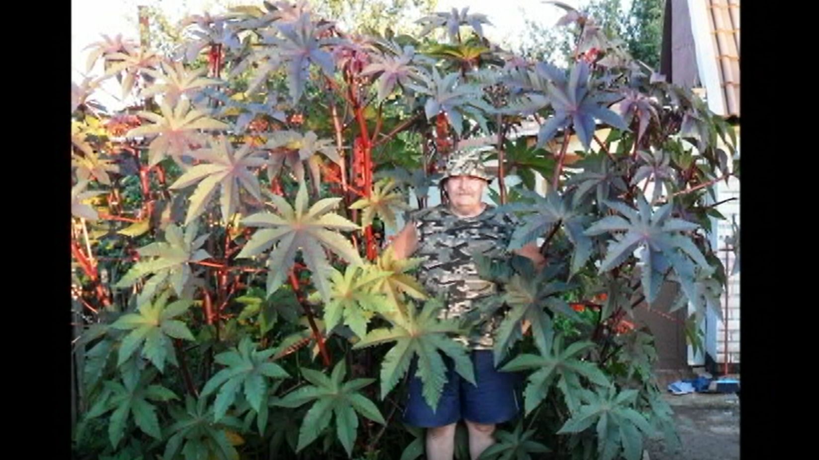 Красивое декоративное растение клещевина смотреть онлайн