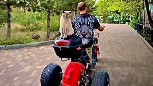 Басик УМНЕЙШИЙ КОТ, он катается с Денисом на мотоцикле пока Люся с Елисеем зажигают)))