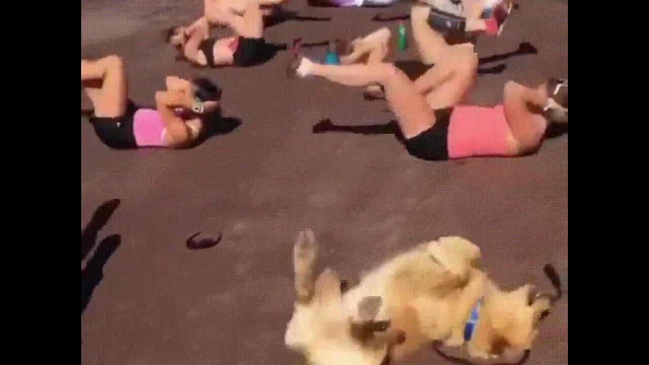 Пес за ЗОЖ смотреть онлайн