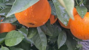 Урааа!!! У нас в Сочи снег. 27.12.2025 г.