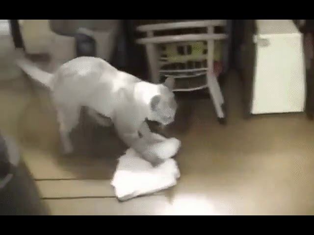 Домохозяюшка, помощница! А Ваш кот помогает Вам? смотреть онлайн