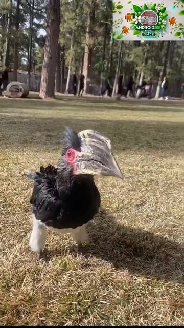 Птица-носорог😲😂 смотреть онлайн