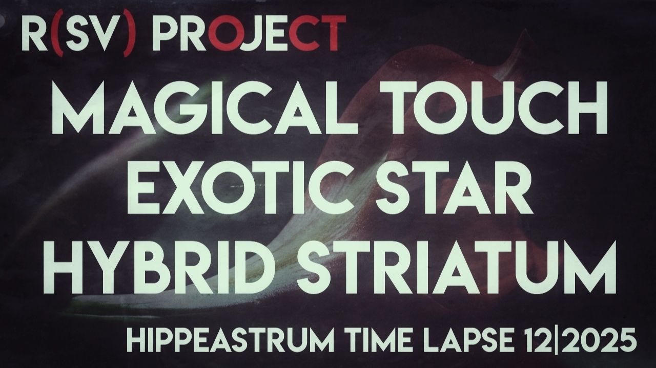 Hippeastrum Hybrid Striatum | Exotic Star | Magical Touch Time Lapse | 12/2025