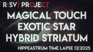 Hippeastrum Hybrid Striatum | Exotic Star | Magical Touch Time Lapse | 12/2025