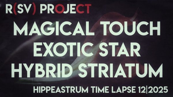 Hippeastrum Hybrid Striatum | Exotic Star | Magical Touch Time Lapse | 12/2025