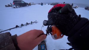 ТОЛПА ГОНИТ СУДАКА!ОДЕЛ ЭТУ БЛЕСНУ И ТОЖЕ НАЧАЛ ЛОВИТЬ!РЫБАЛКА В ВЕРХАХ ОБСКОГО ВОДОХРАНИЛИЩА 2025