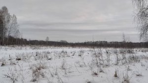 Канадский волк - гибрид. Конец декабря 2025 года.