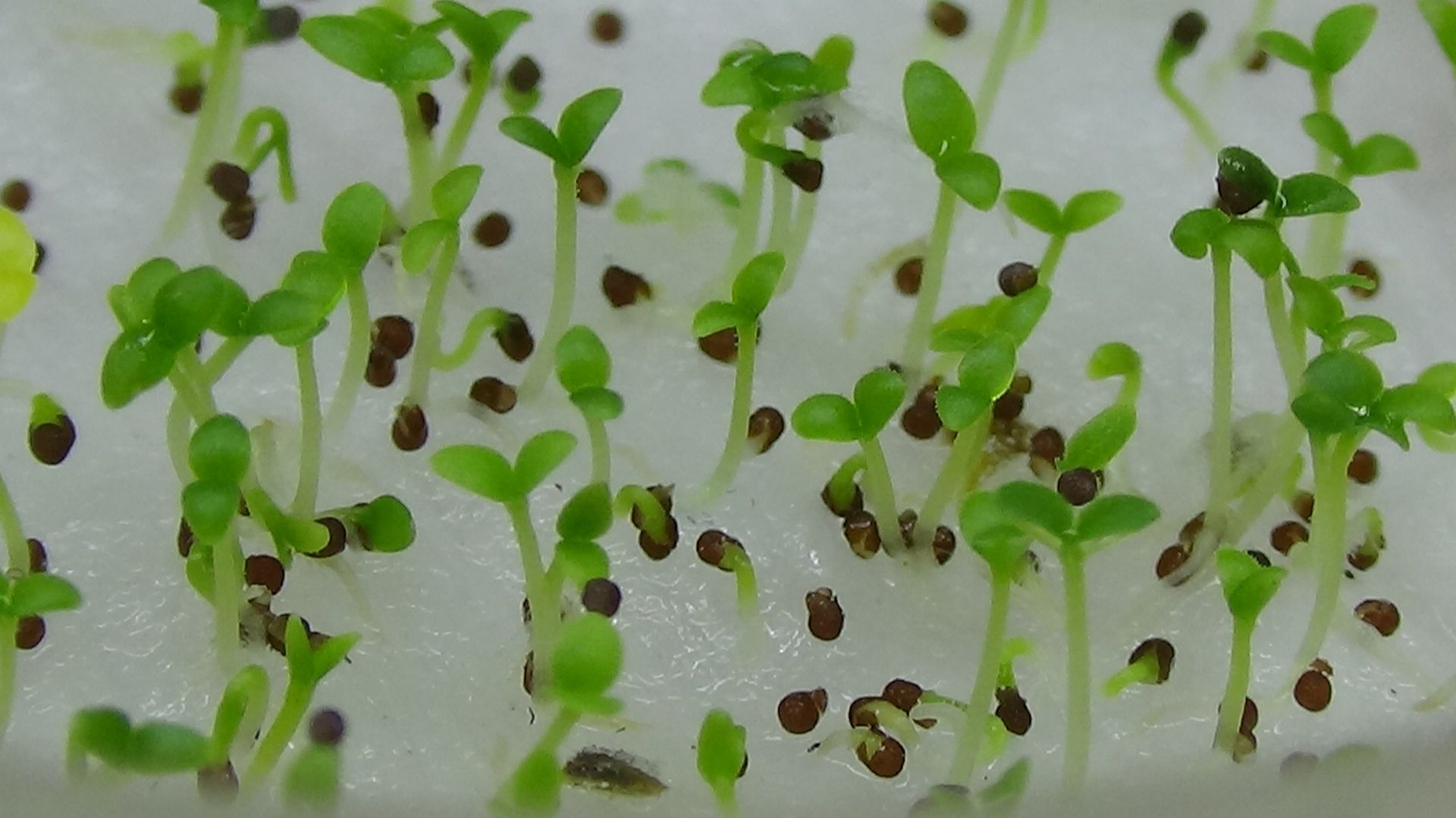 100% всхожесть показали мои домашние семена петунии! Взошли быстро и дружно! Декабрь 2025 года. смотреть онлайн