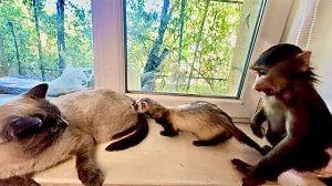 Это ТАК СМЕШНО, Лорик хочет поиграть с Басиком, а Анфиса пытается ее всячески отгородить)))