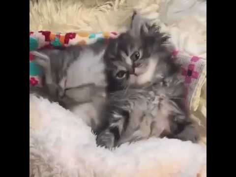 Сладкая парочка! смотреть онлайн