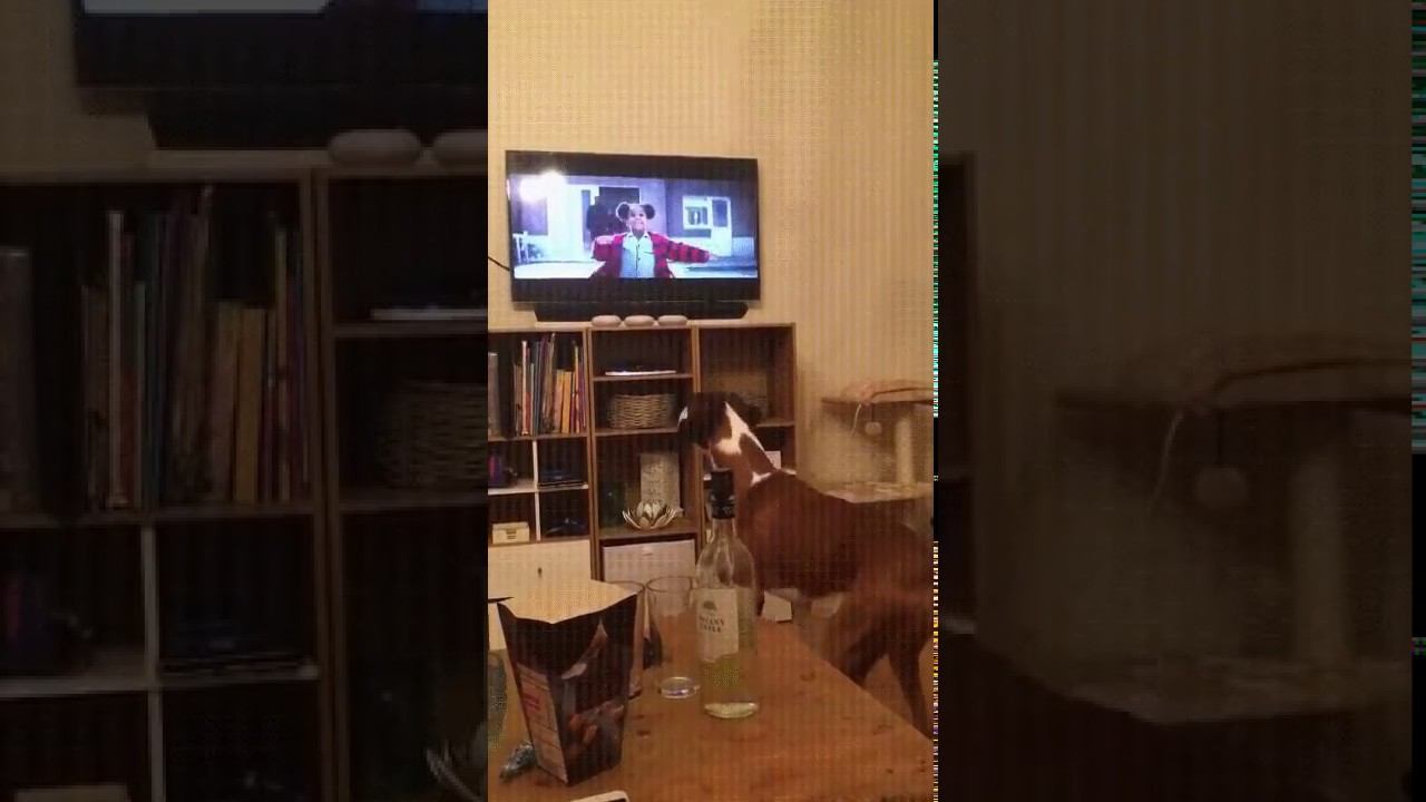 Хозяин, я тебя нашел! смотреть онлайн