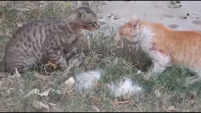 Убойные БИТВЫ КОТОВ..До последнего Клочка.. смотреть онлайн