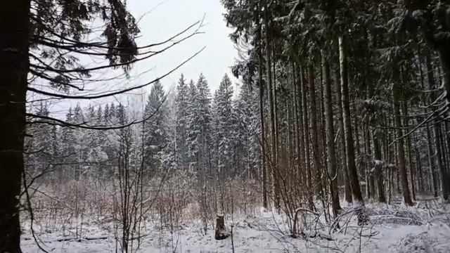#зимний лес природа смотреть онлайн