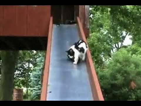 Конвейер котяток смотреть онлайн