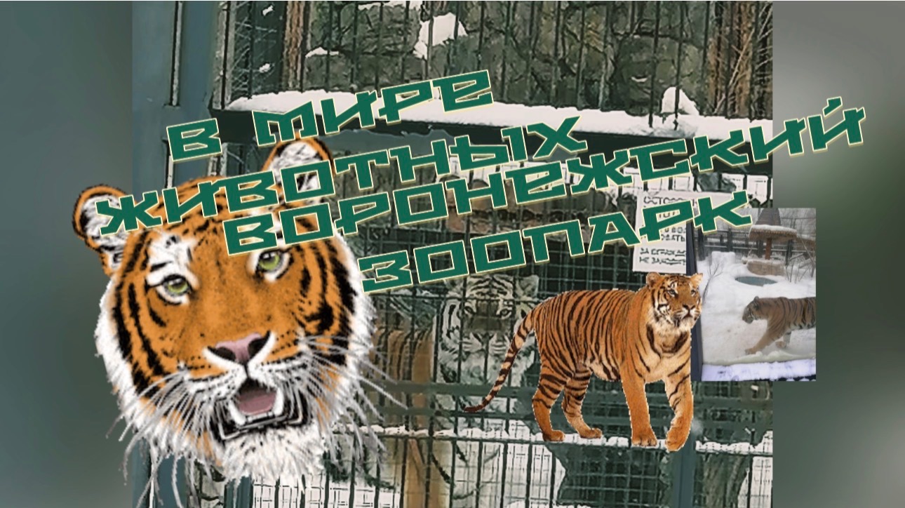 В мире животных. Воронежский зоопарк смотреть онлайн