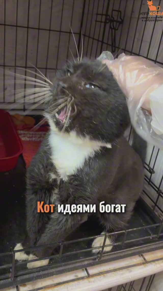 Куземир ждёт вас в приюте #Муркоша смотреть онлайн