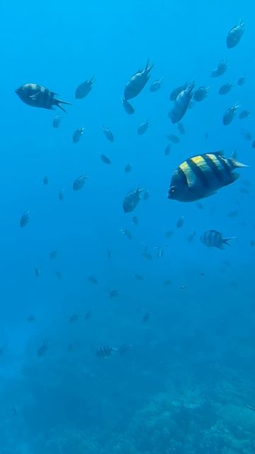 Рыбы смотреть онлайн