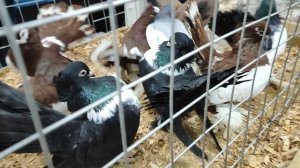 27.12.2025г Москва Садовод,Сборная ч.2