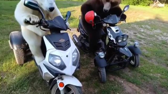 медведи поехали кататься смотреть онлайн