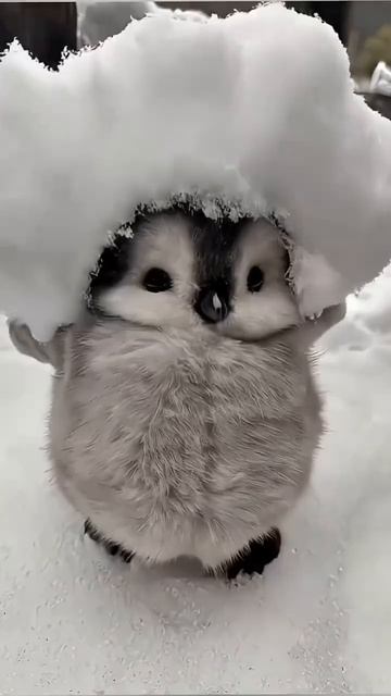 Пингвинёнок спешит поднять вам настроение 🐧 смотреть онлайн