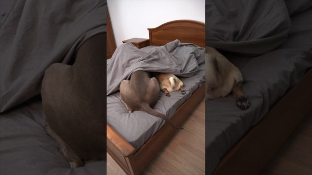 САМЫЕ ПОПУЛЯРНЫЕ ВИДЕО ОСКАРА И ДЖОНИ В ТИКТОК - ЧАСТЬ ВТОРАЯ. смотреть онлайн