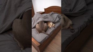 САМЫЕ ПОПУЛЯРНЫЕ ВИДЕО ОСКАРА И ДЖОНИ В ТИКТОК - ЧАСТЬ ВТОРАЯ.