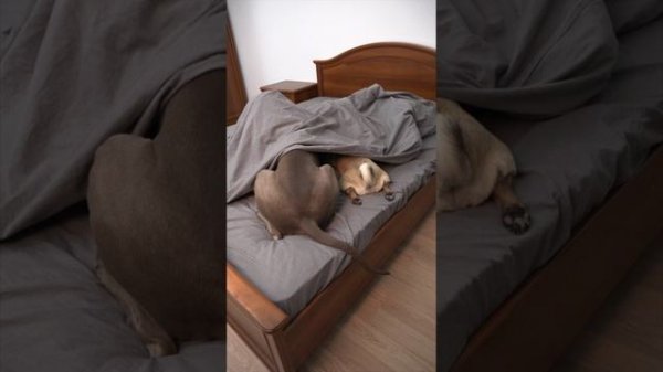 САМЫЕ ПОПУЛЯРНЫЕ ВИДЕО ОСКАРА И ДЖОНИ В ТИКТОК - ЧАСТЬ ВТОРАЯ.