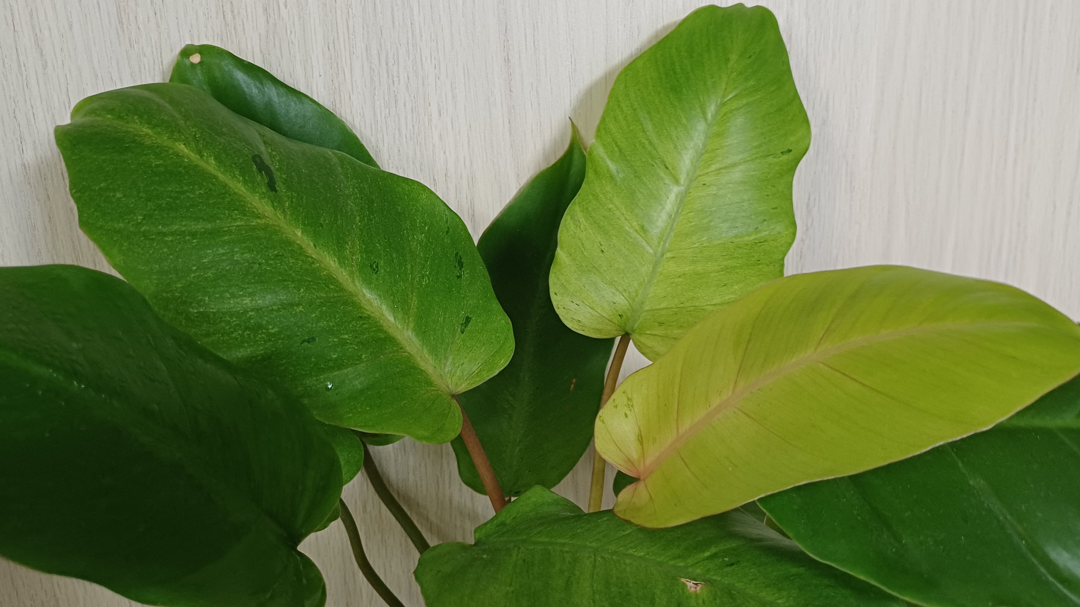 Комнатные растения🌹🌿🌹🌿🌹 Фавориты 2025🌟🌟🌟🌟🌟