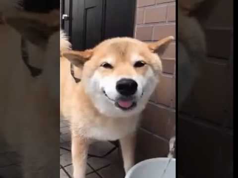 Удивленный пес! Не пропустите! смотреть онлайн