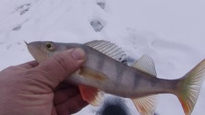 ЗИМНЯЯ РЫБАЛКА В КОНЦЕ ДЕКАБРЯ. Окунь и плотва на ЧЁРТИК.