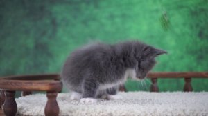 Winter 1,5 месяца