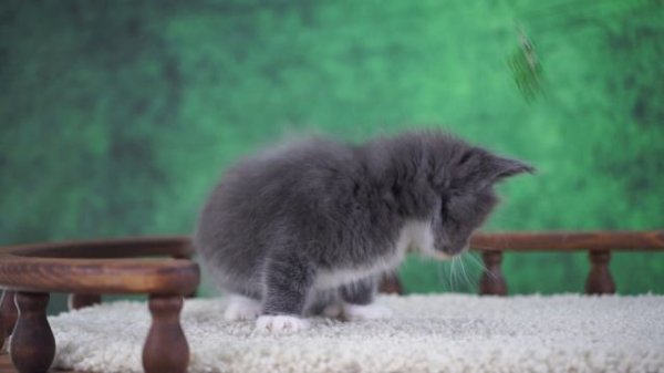 Winter 1,5 месяца