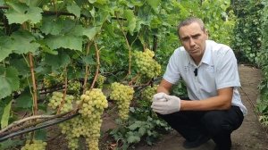 Виноград кишмиш Рататуй. Саженцы и черенки винограда ?