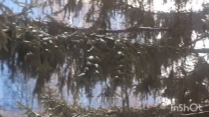 Птицы синицы. Обыкновенная Пищуха.